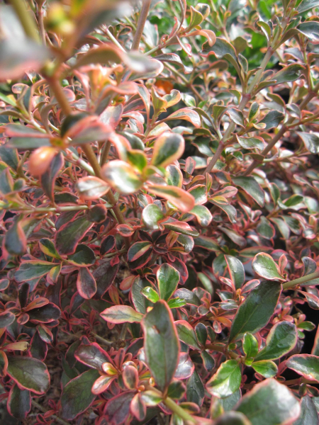 Coprosma Fireburst 5
